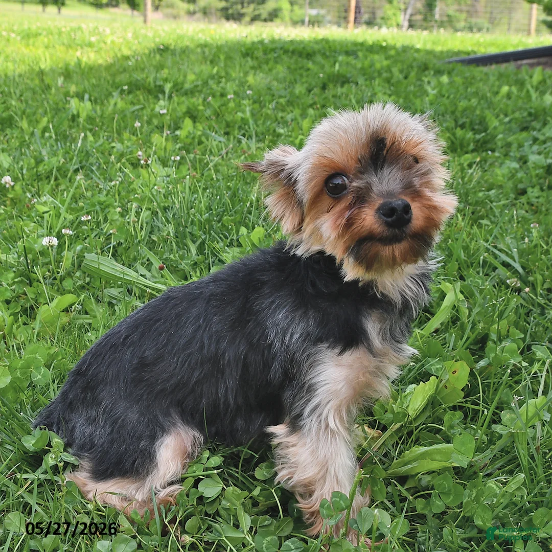 Yorkshire Terrier dogs for sale: Ebony - Ad 4