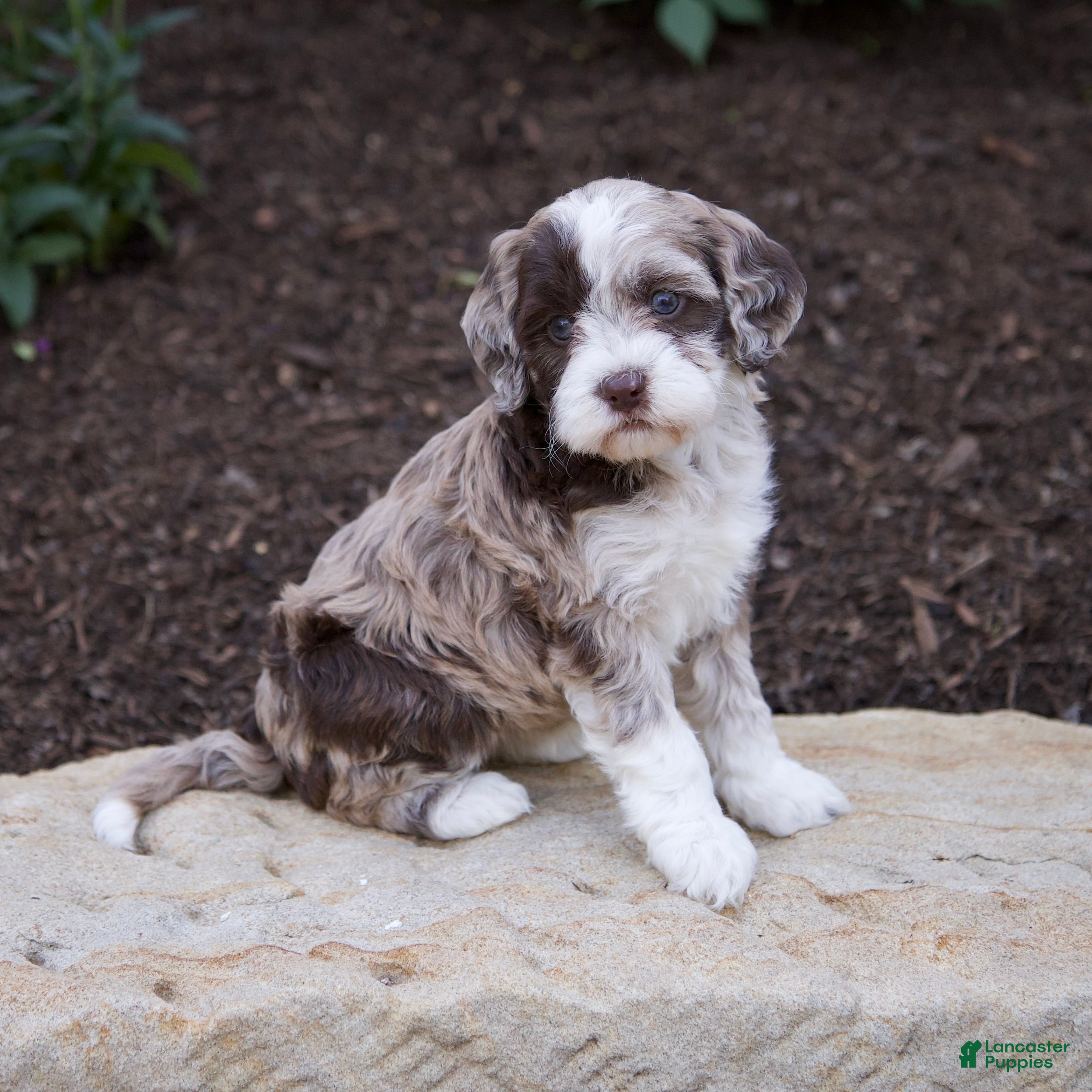 Mixed Breed dogs Flora - Ad 2
