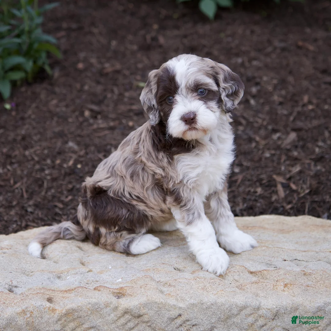Mixed Breed dogs for sale: Flora - Ad 2