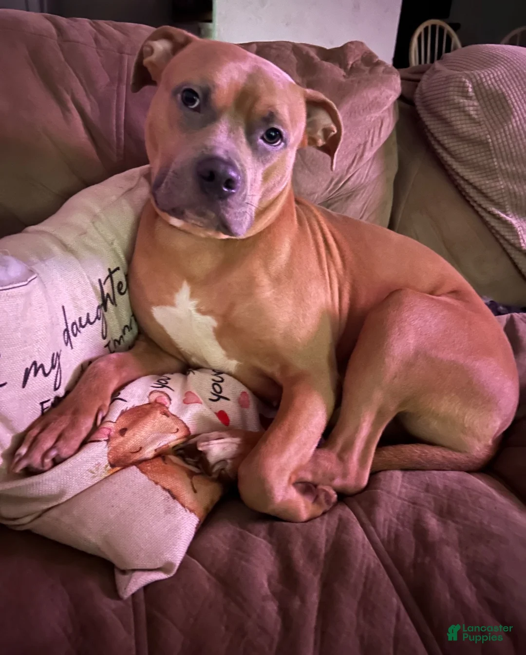 Mixed Breed dogs for sale: Boy 2 - Ad 2