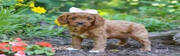 Cavapoo dogs for sale: Layla - Ad 4