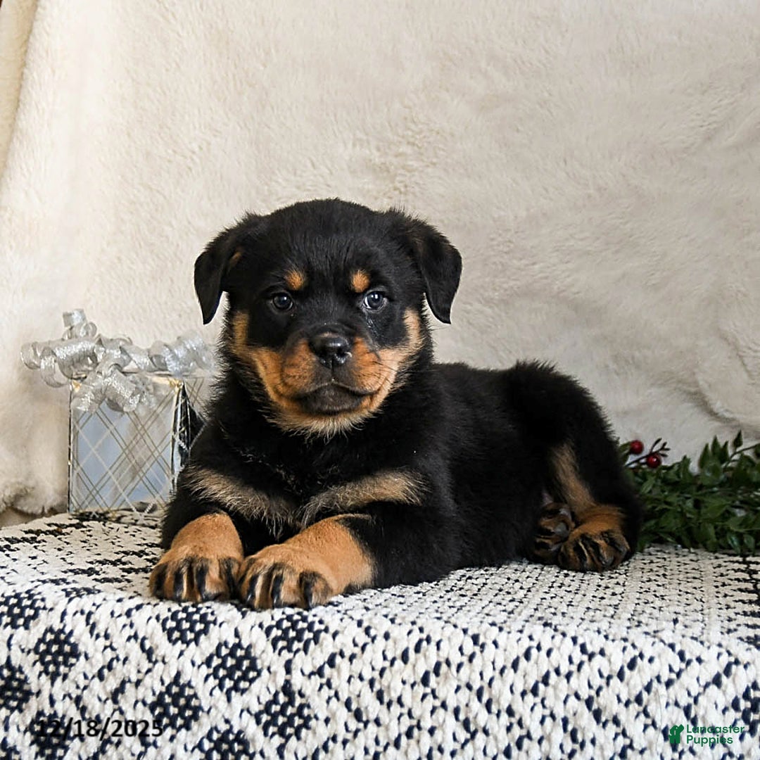 Rottweiler dogs for sale: Goober - Ad 2