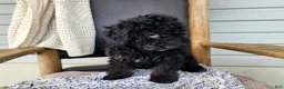 Mini Bernedoodle dogs for sale: Willow - Ad 2