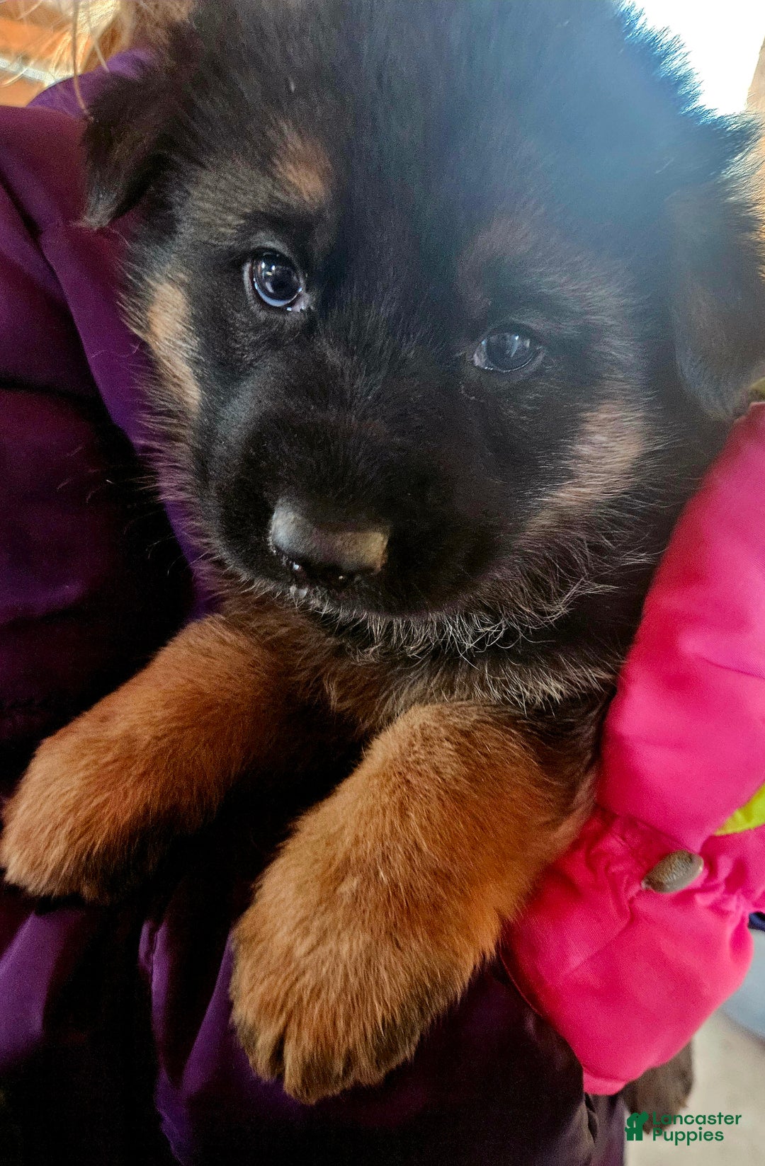 German Shepherd dogs for sale: Bluey - Ad 3