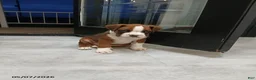 Boxer dogs for sale: Rolex - Ad 4