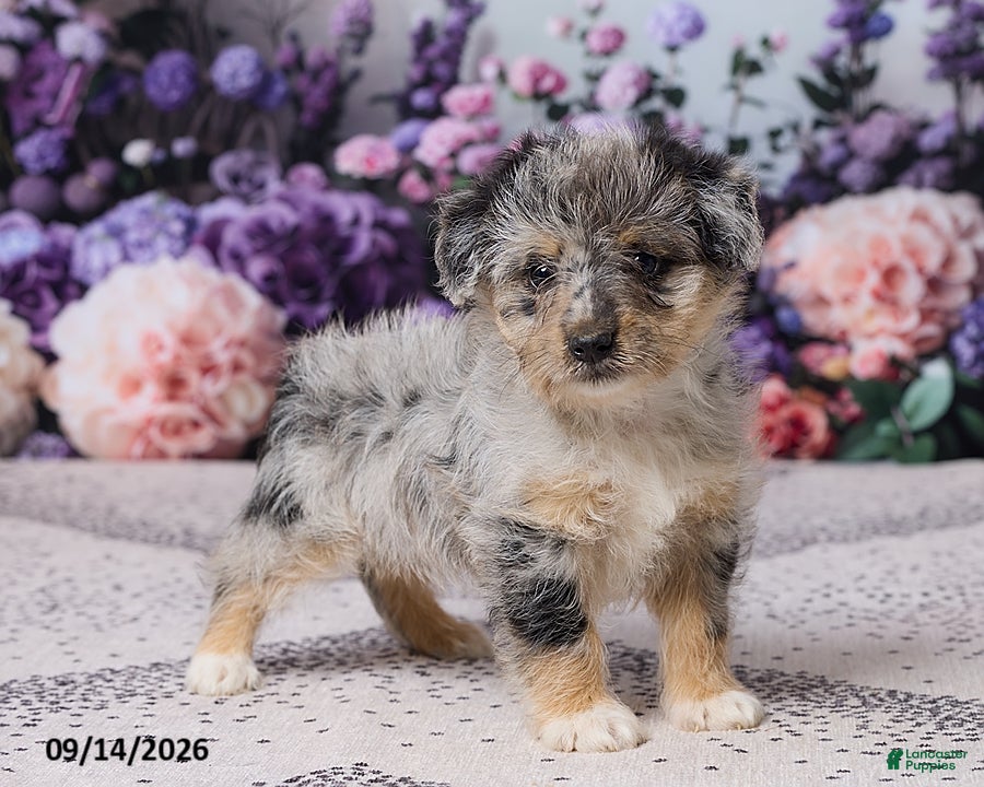 Corgipoo dogs Alex - Ad 1