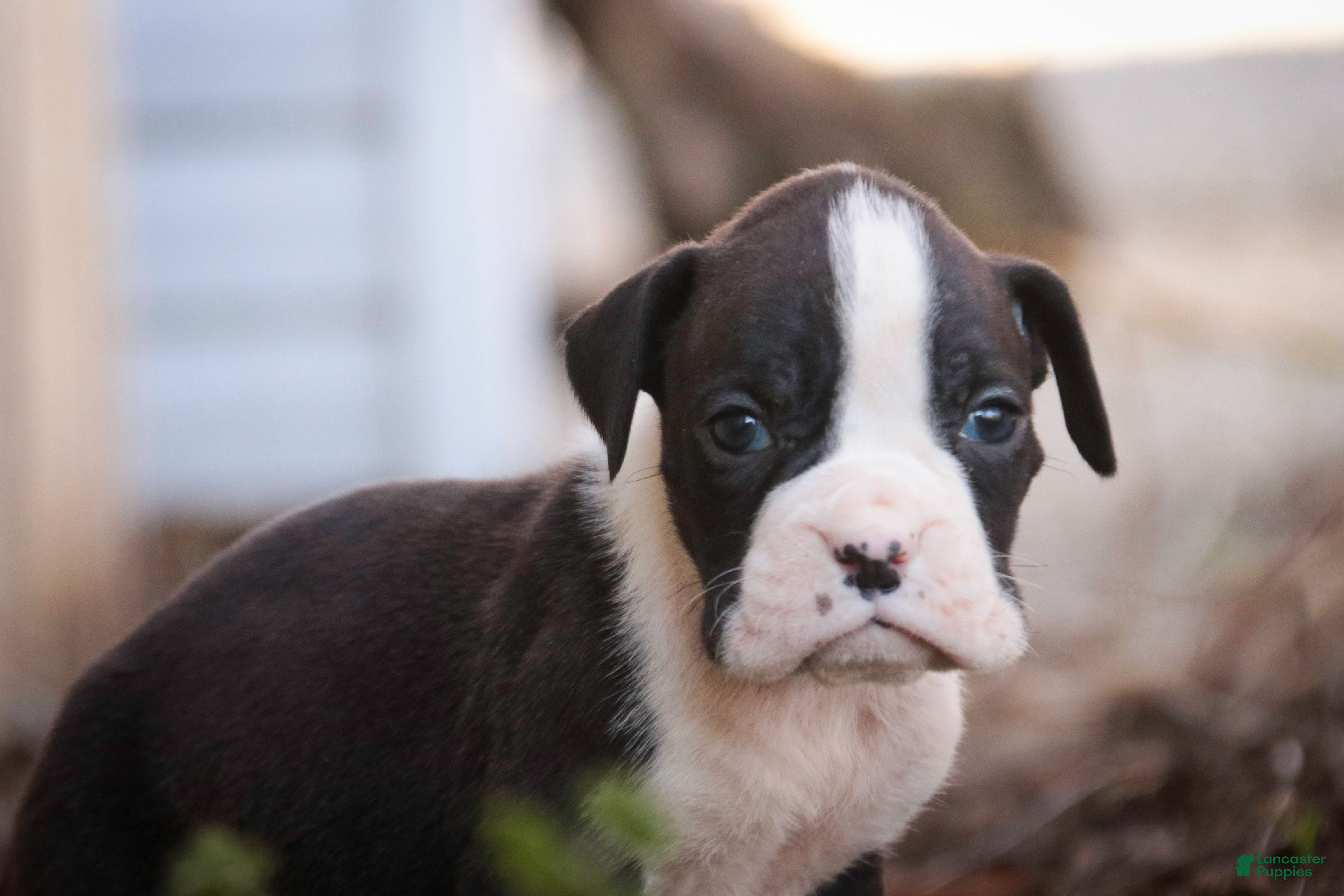 Boxer dogs Tate - Ad 1