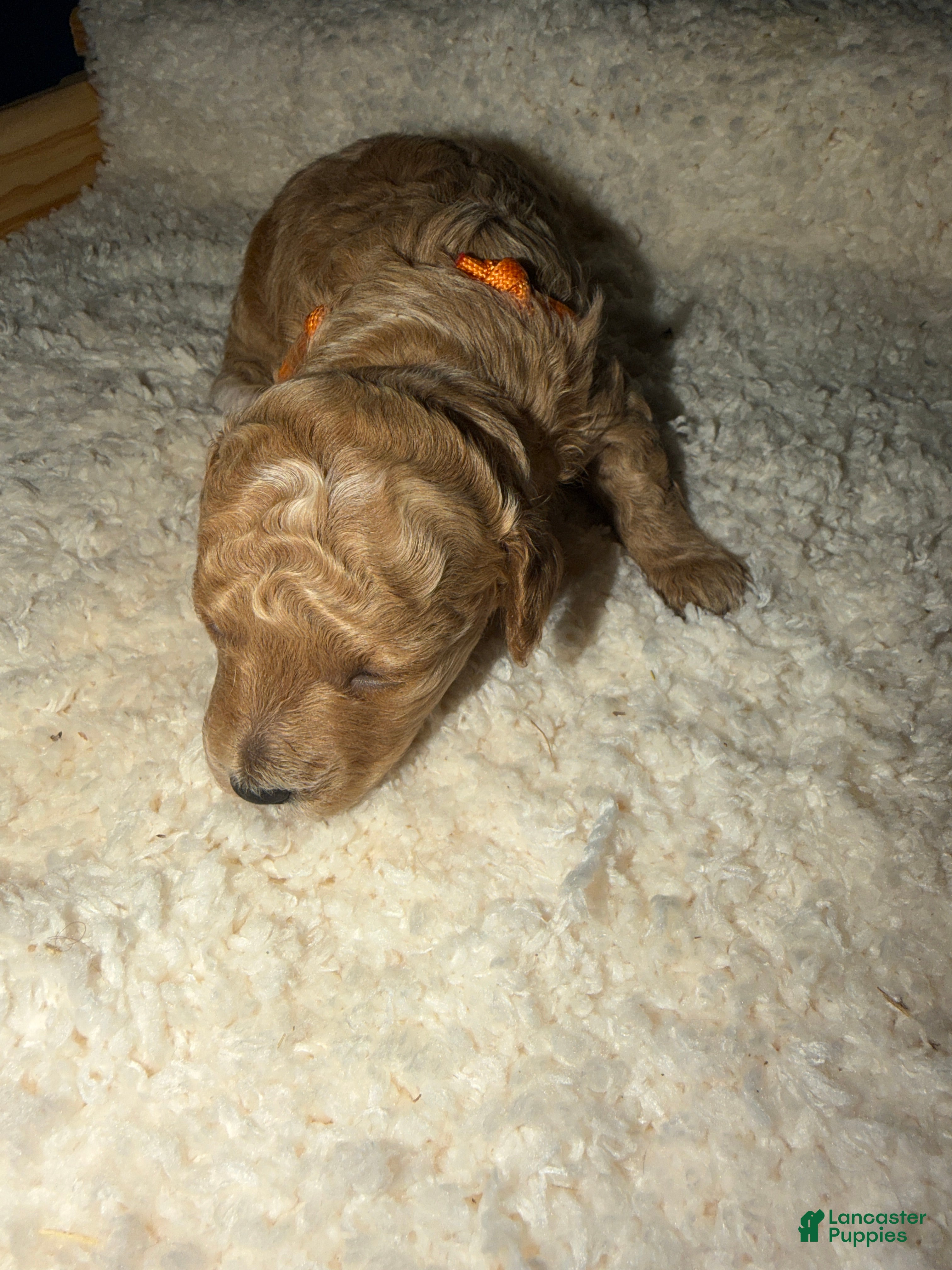Miniature Poodle dogs AKC Female Miniature Poodle Sylvia - Ad 3