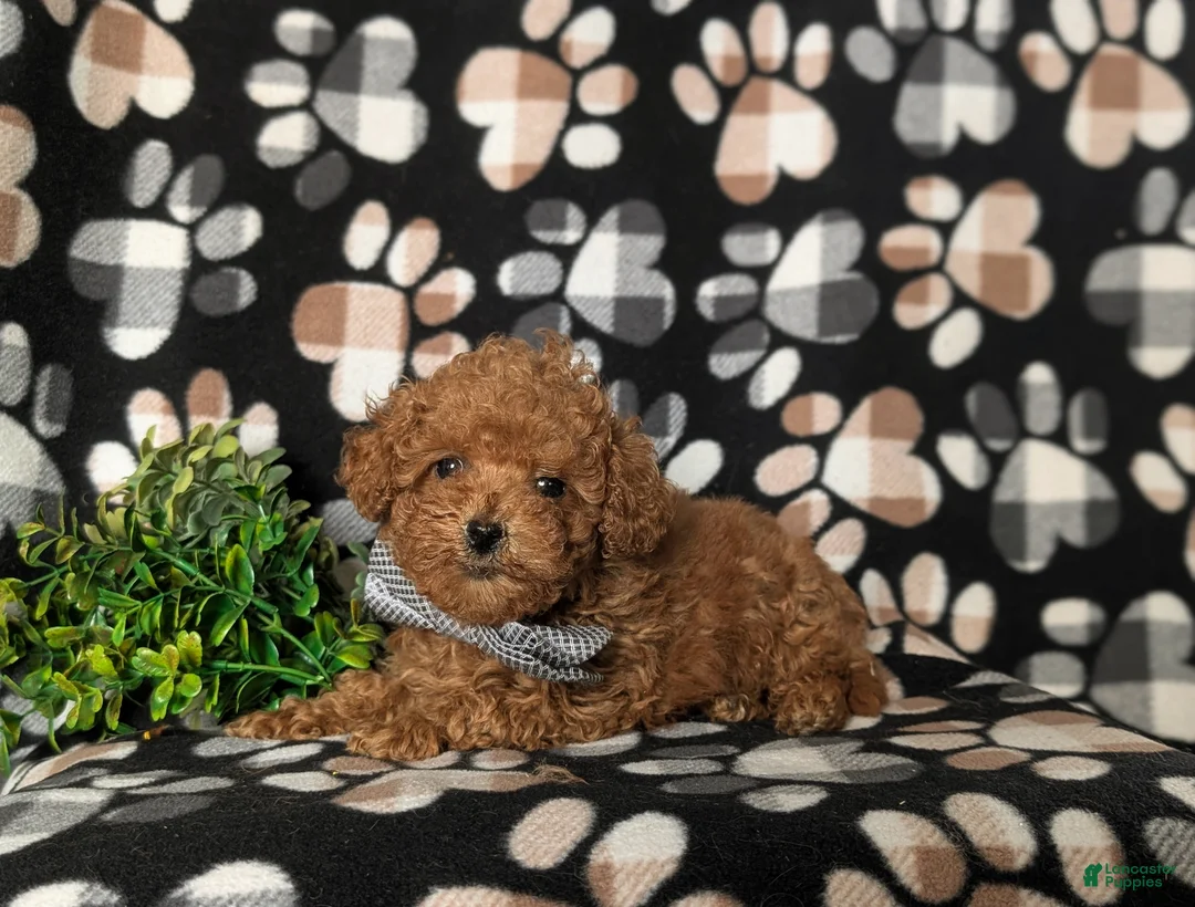 Toy Poodle dogs for sale: Eli 7 lbs Full Grown - Ad 6