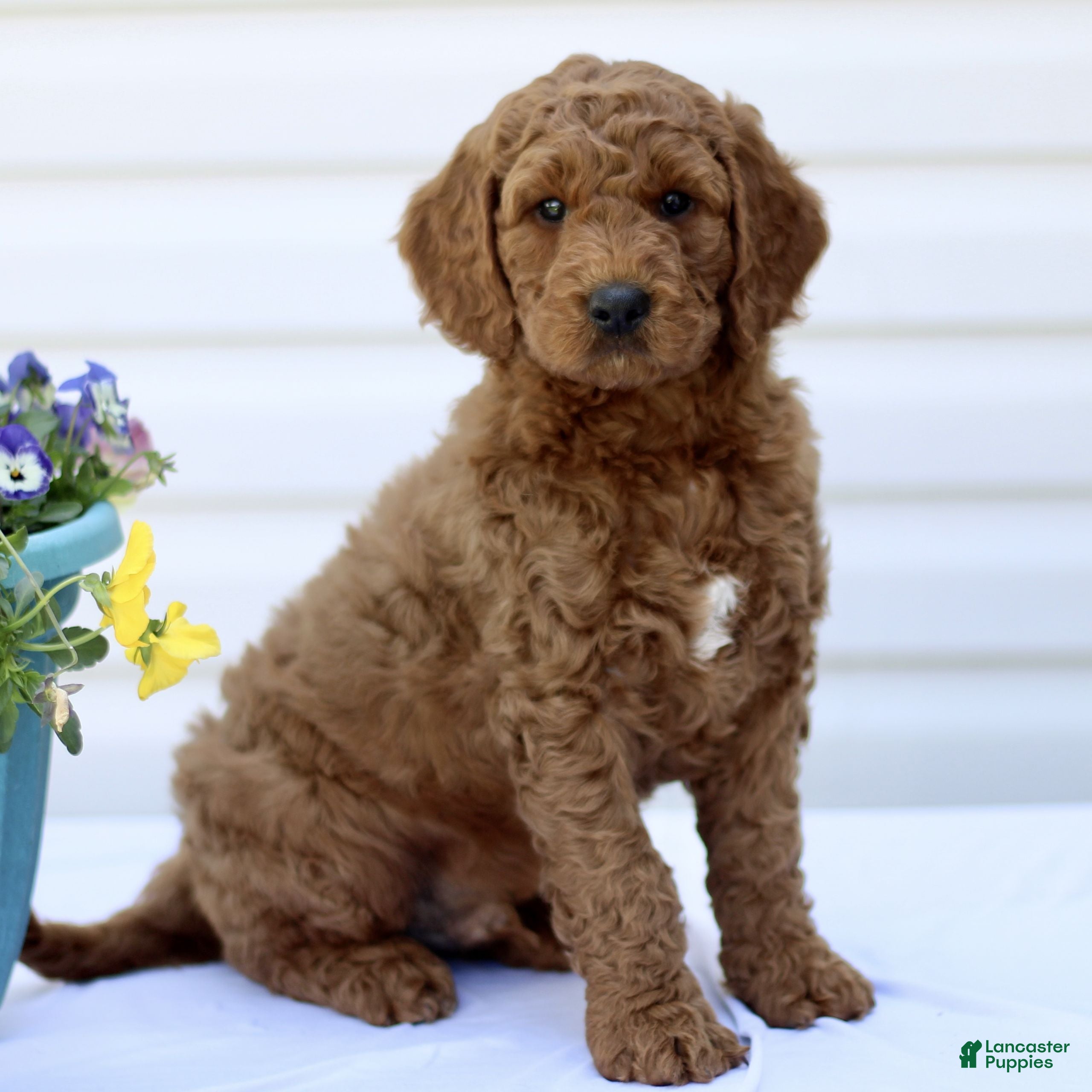 Mini Goldendoodle dogs Scooby  - Ad 1