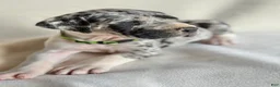 Great Dane dogs for sale: Leo- green  - Ad 9