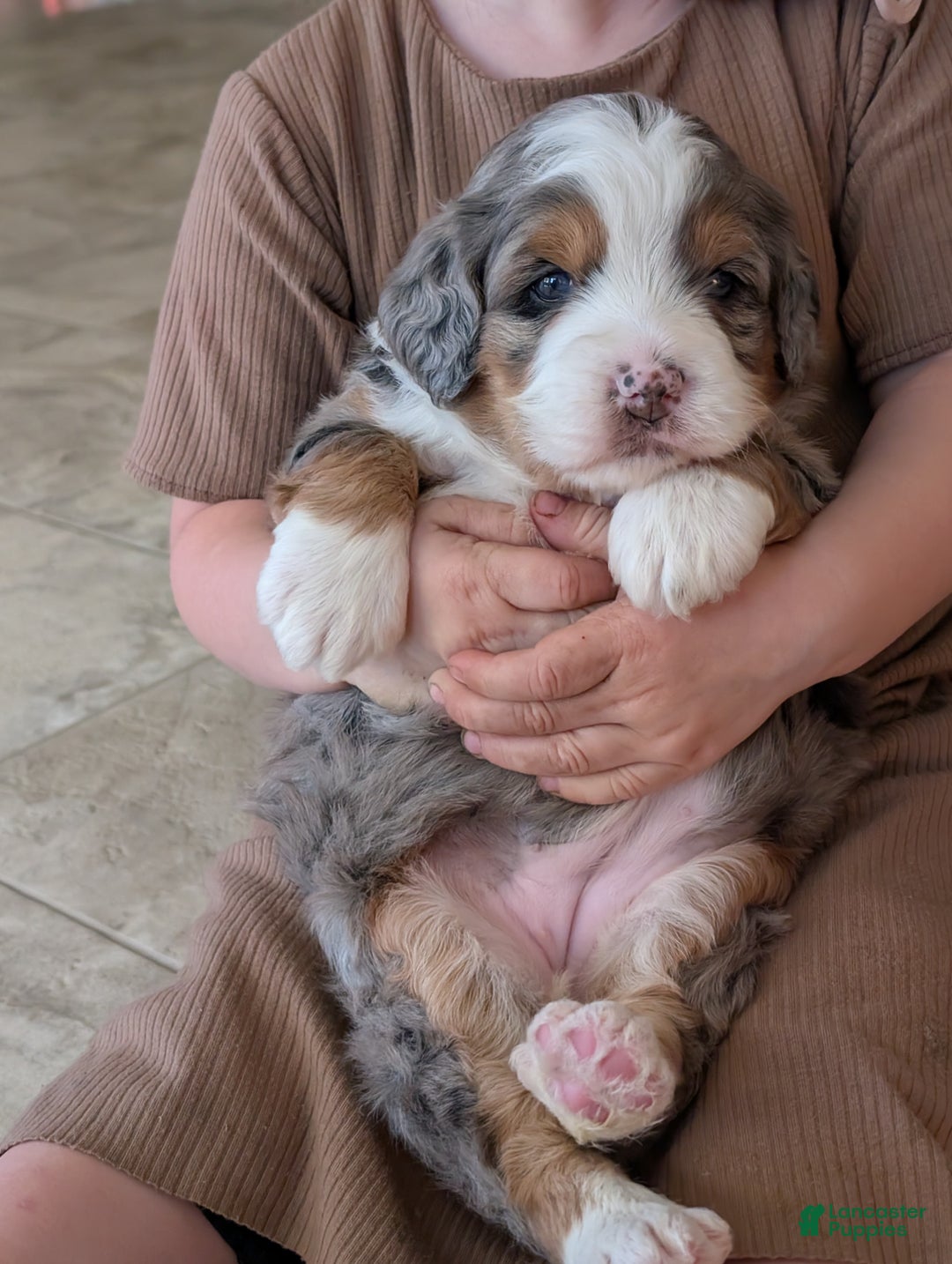 Mini Bernedoodle dogs for sale: Mini Sadie  - Ad 6