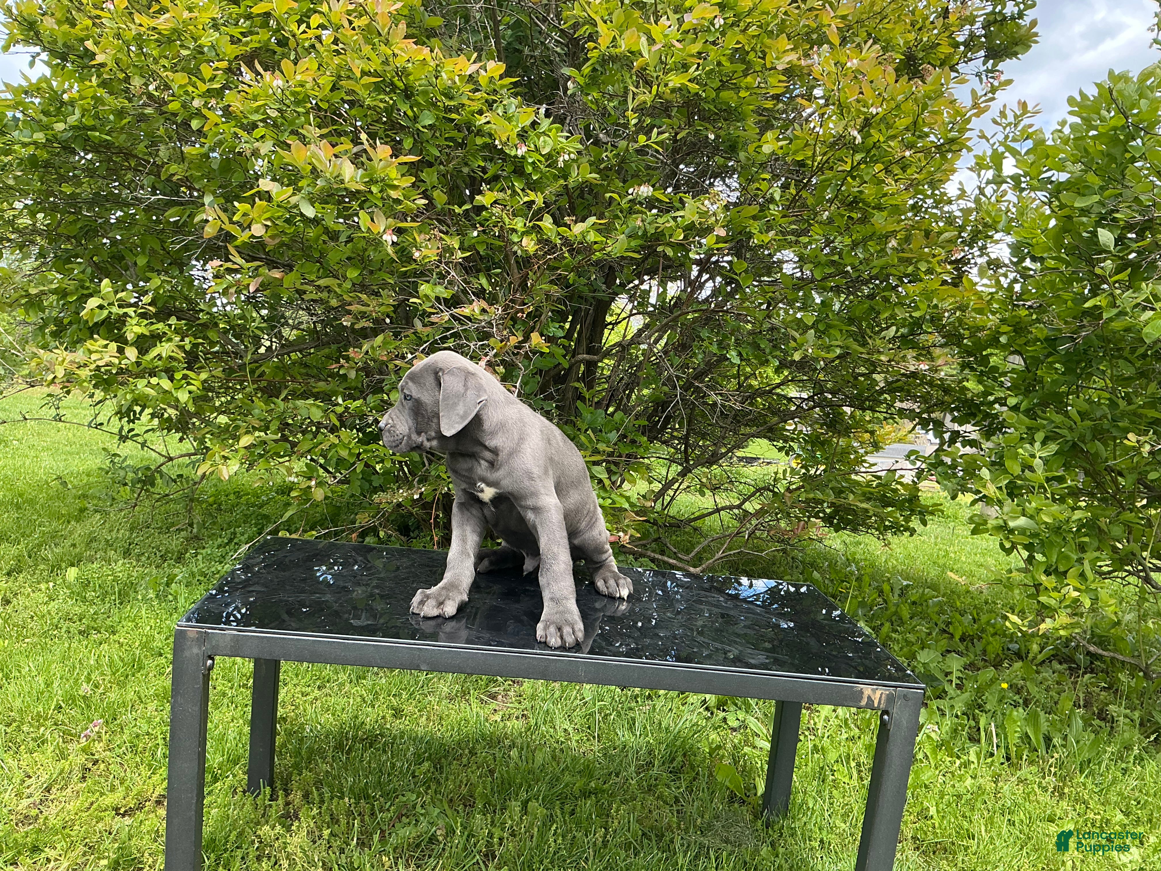 Cane Corso dogs Cane Corso Puppy 5 - Ad 2