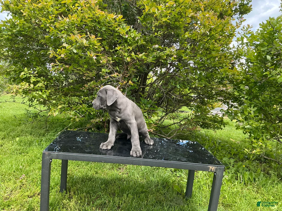 Cane Corso dogs for sale: Cane Corso Puppy 5 - Ad 2