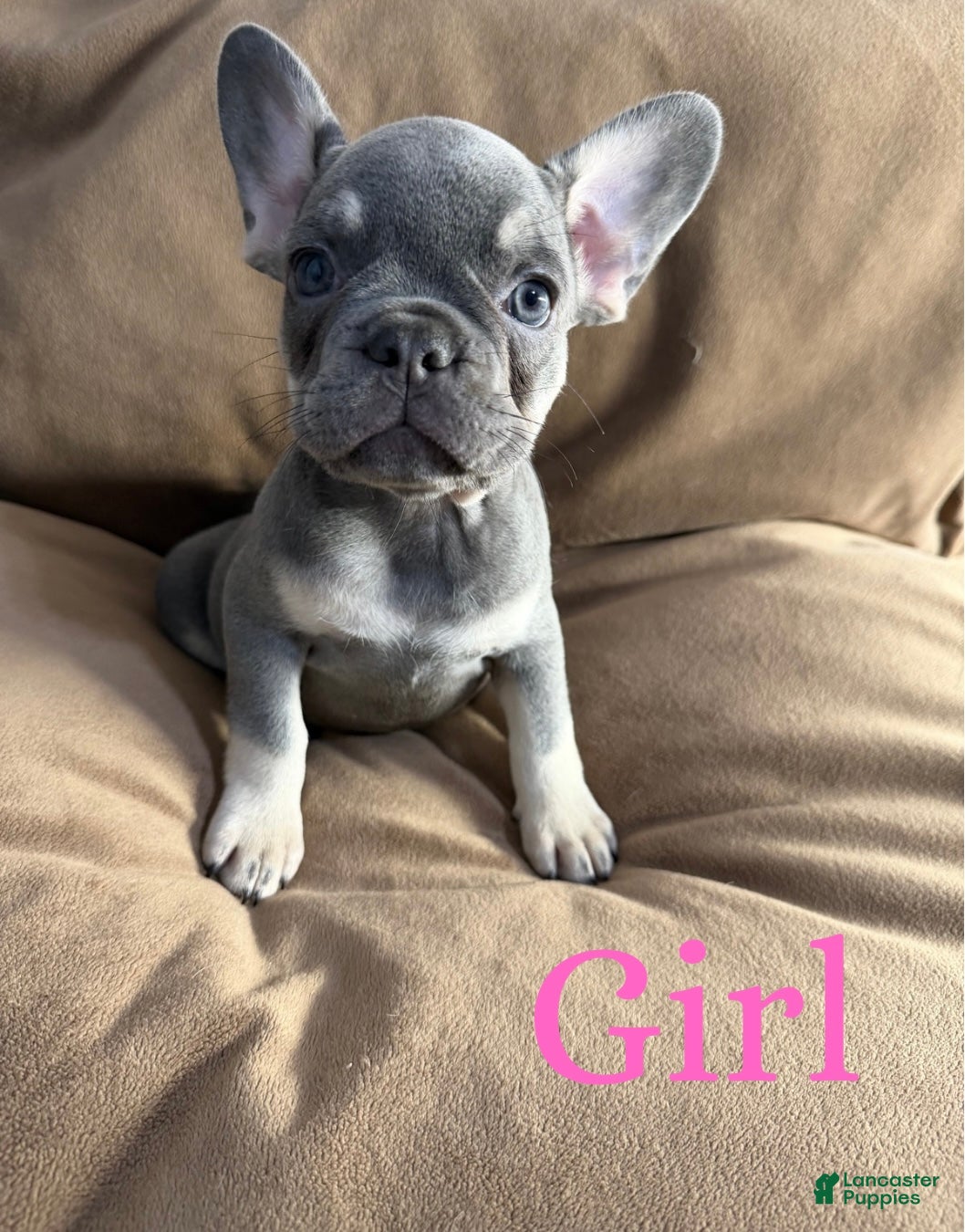 French Bulldog dogs French Bulldog Puppy 3 - Ad 38