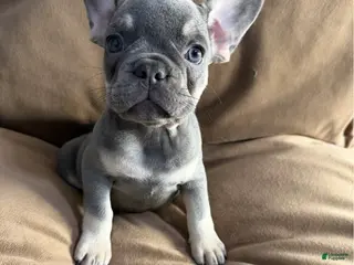 French Bulldog dogs French Bulldog Puppy 3 - Ad 38