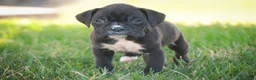 Boxer dogs for sale: Rhett - Ad 4