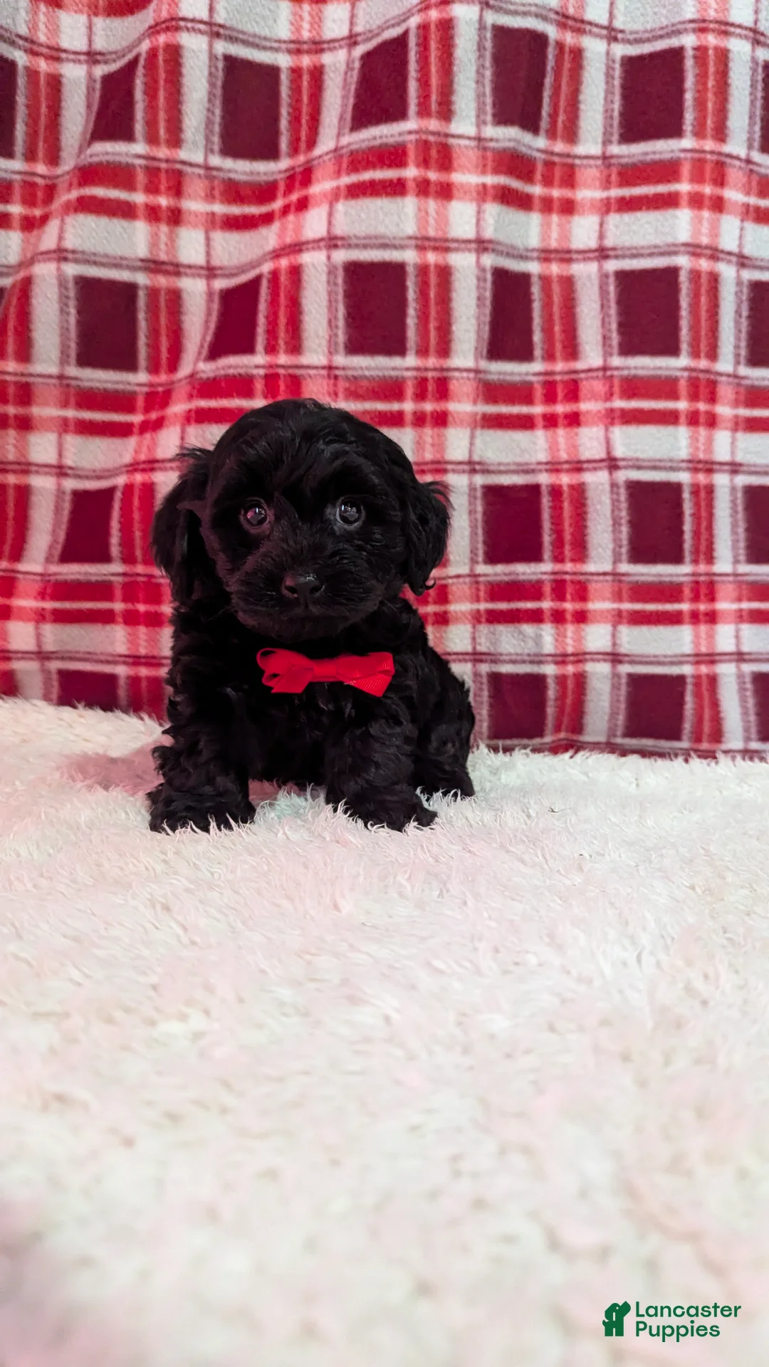 Yorkiepoo dogs for sale: Tyson  - Ad 8