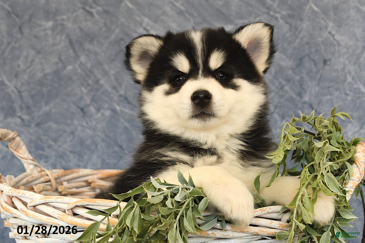 Pomsky dogs Ashley - Ad 2