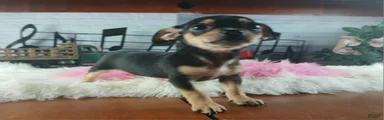 Chihuahua 4