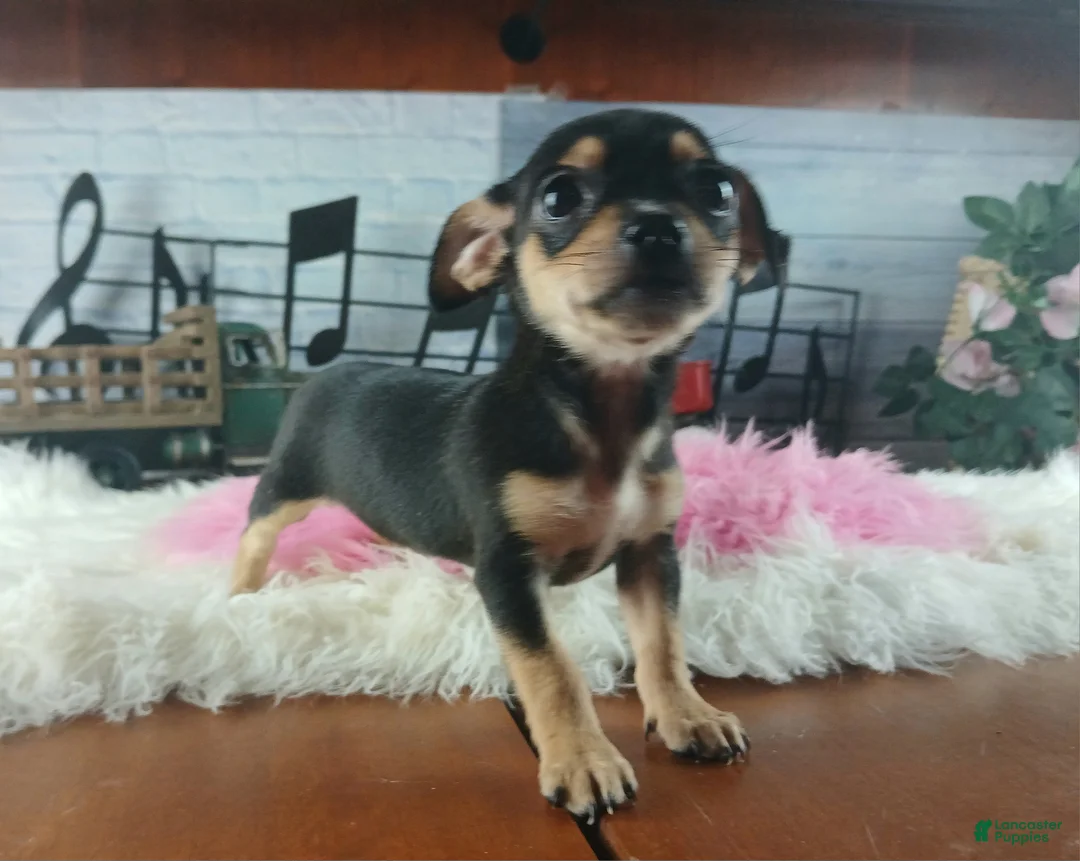 Chihuahua dogs for sale: Chihuahua 4 - Ad 1