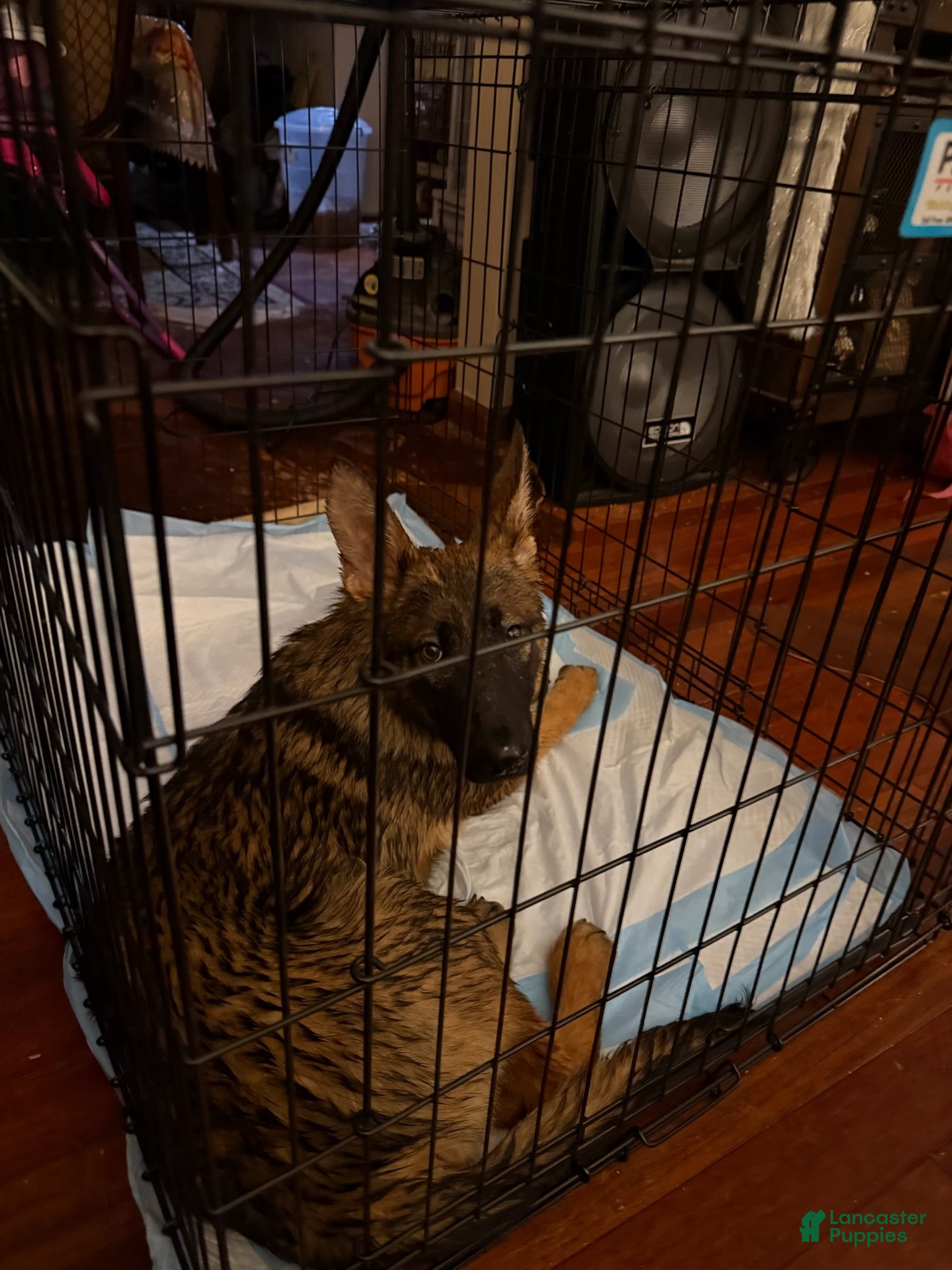 German Shepherd dogs German Shepherd Puppy 1 - Ad 2