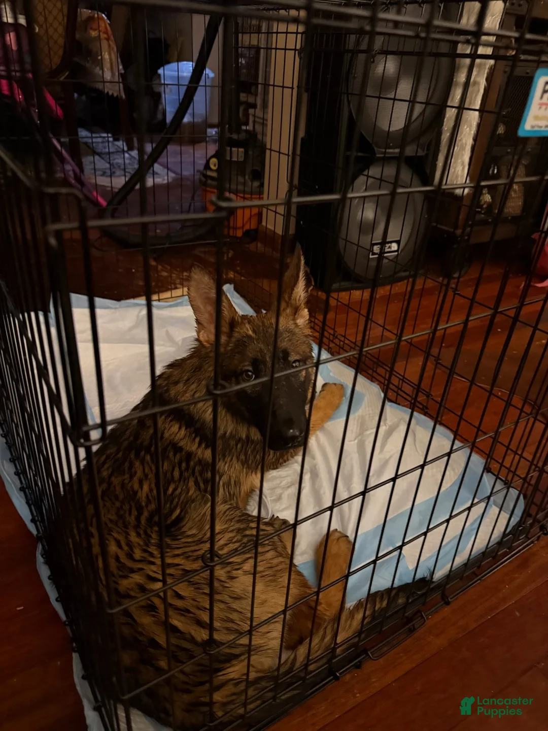 German Shepherd dogs for sale: German Shepherd Puppy 1 - Ad 1