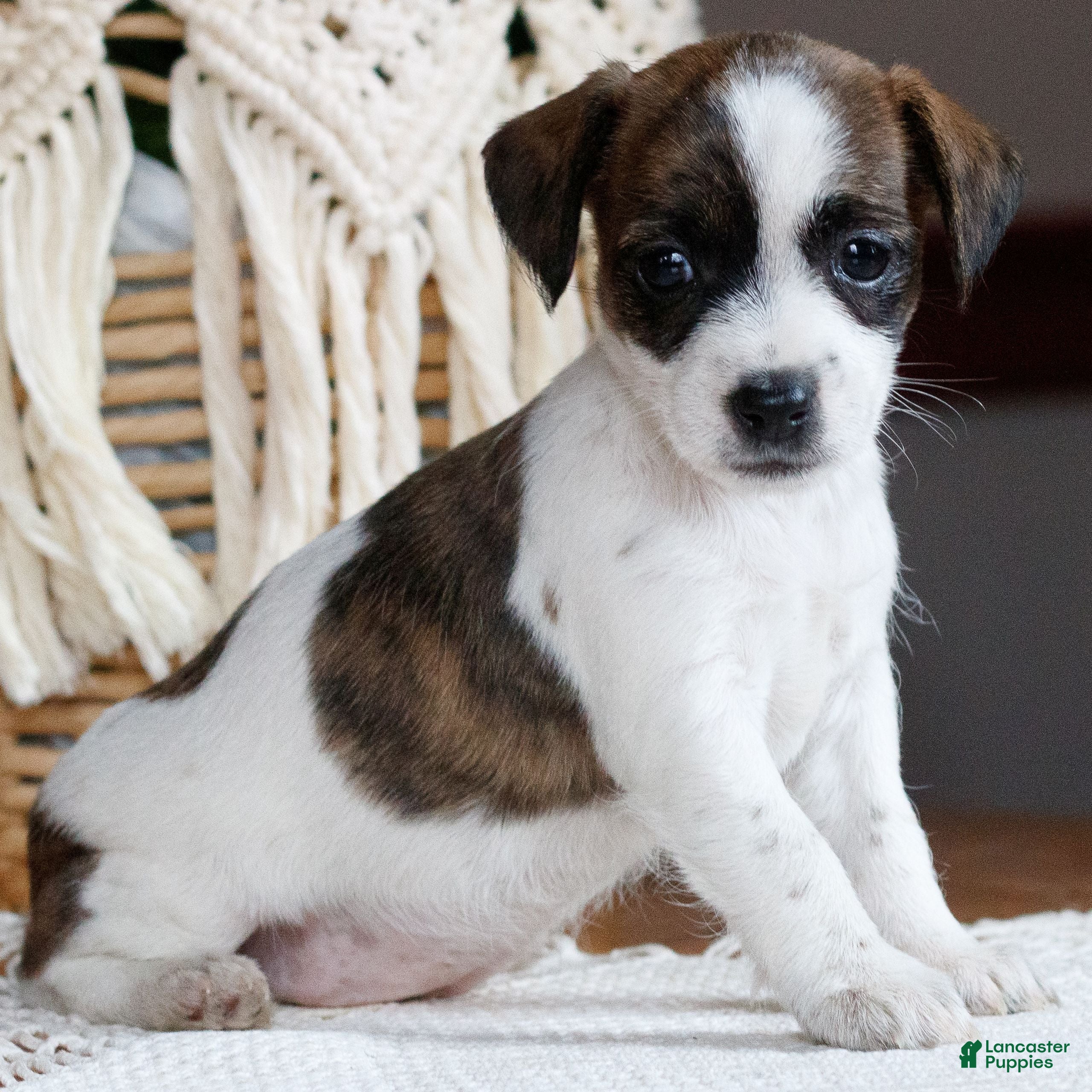 Mixed Breed dogs Chloe  - Ad 1