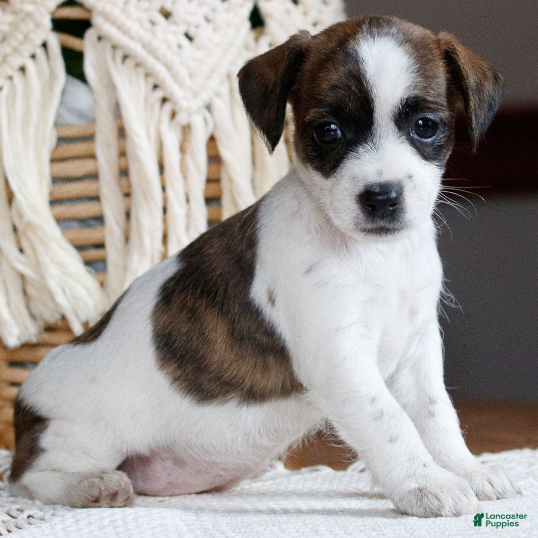 Mixed Breed dogs for sale: Chloe  - Ad 1