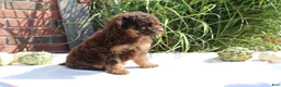 Miniature Poodle dogs for sale: Suzy - Ad 10