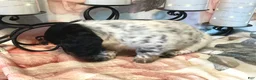 Miniature Dachshund dogs for sale: Trix - Ad 5