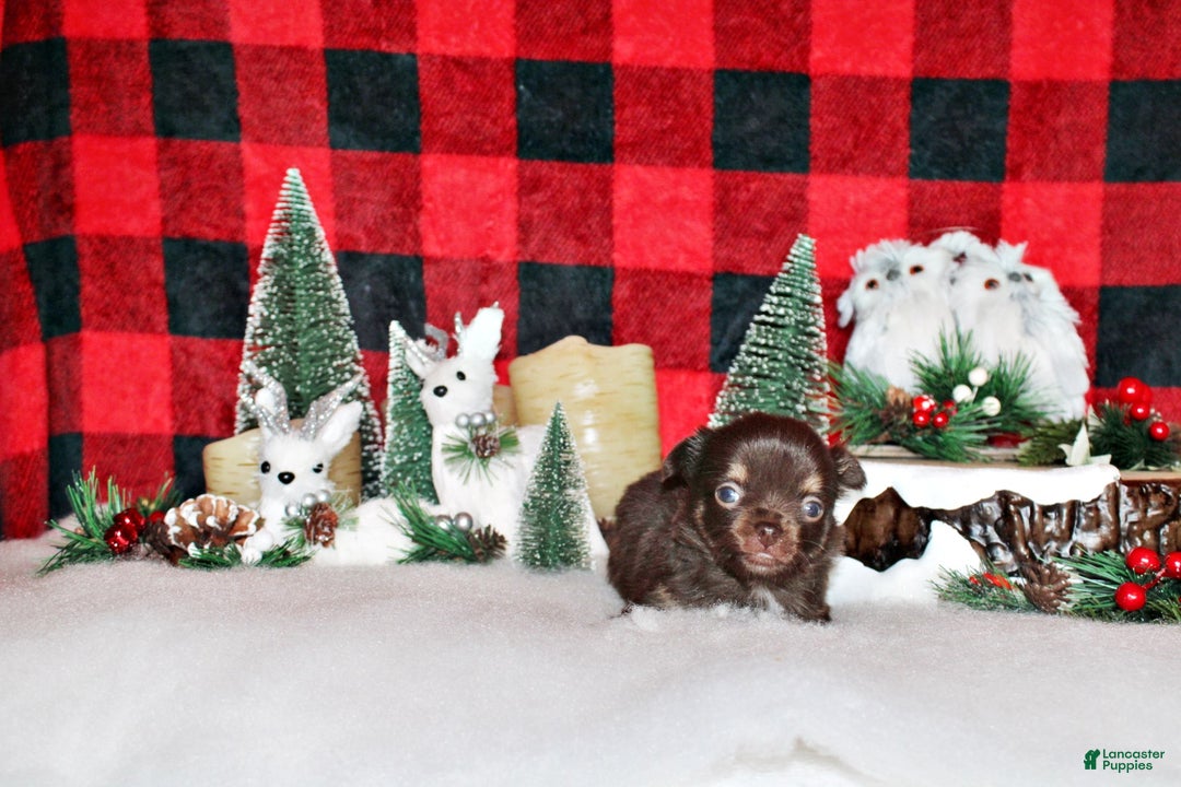 Chihuahua dogs for sale: Yuichi - Ad 3