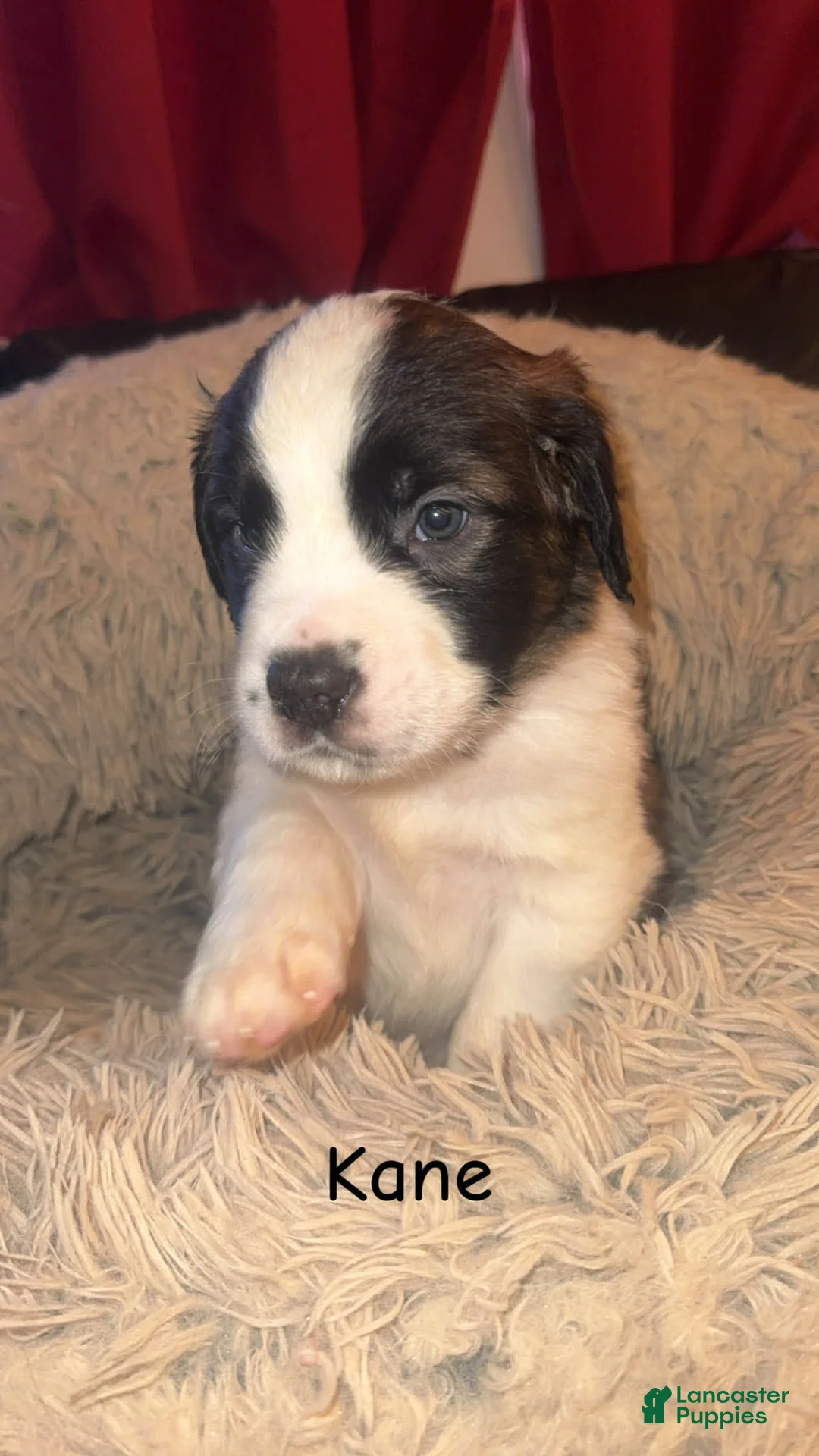 Saint Bernard dogs for sale: Kane - Ad 1
