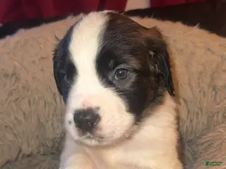 Saint Bernard dogs Kane - Ad 17