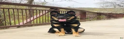 Mixed Breed dogs for sale: Mixed Breed 1 - Ad 10