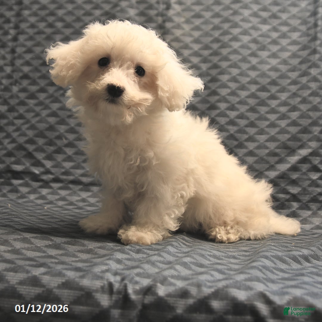 Bichon Frise dogs for sale: Fay - Ad 4