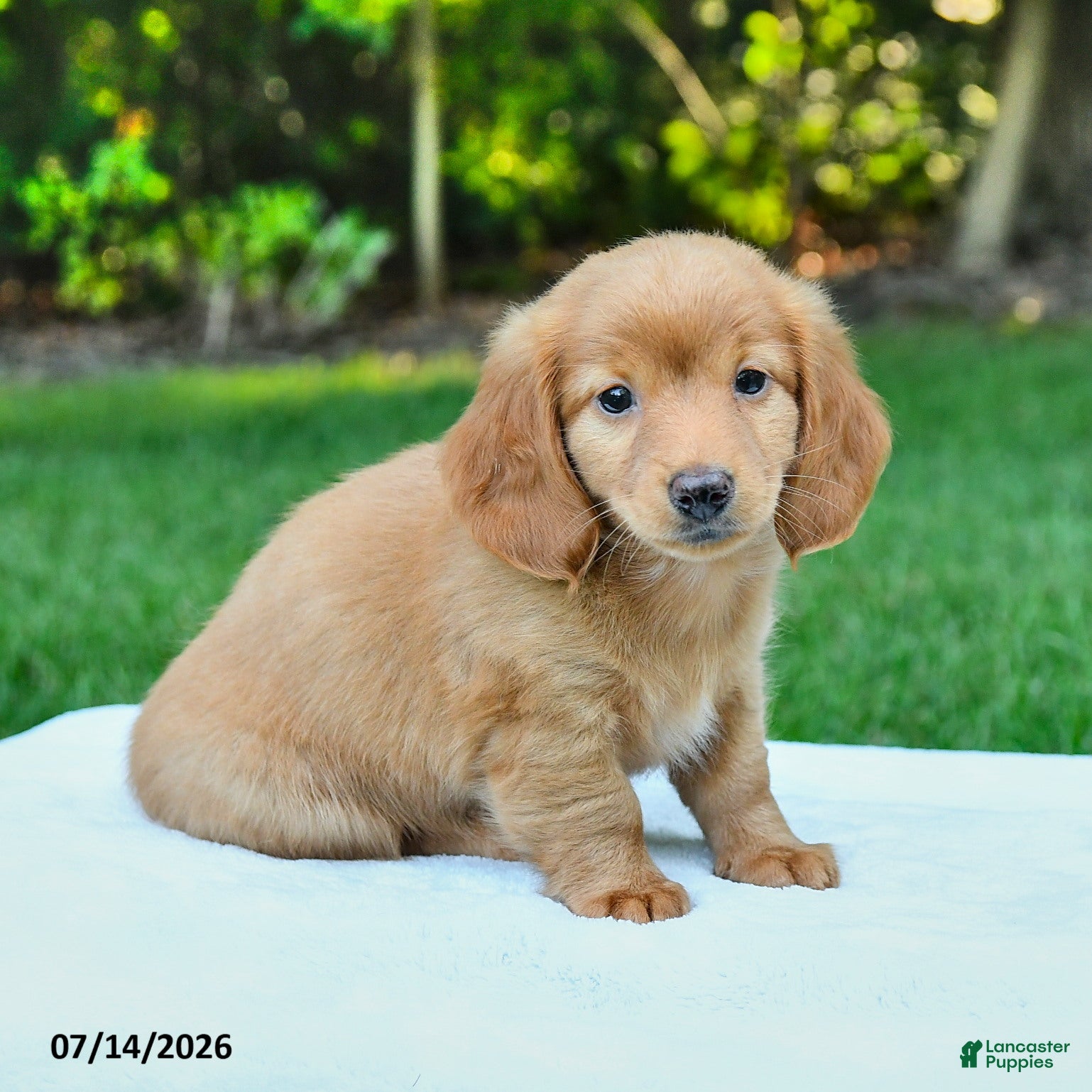 Miniature Dachshund dogs Danica - Ad 1