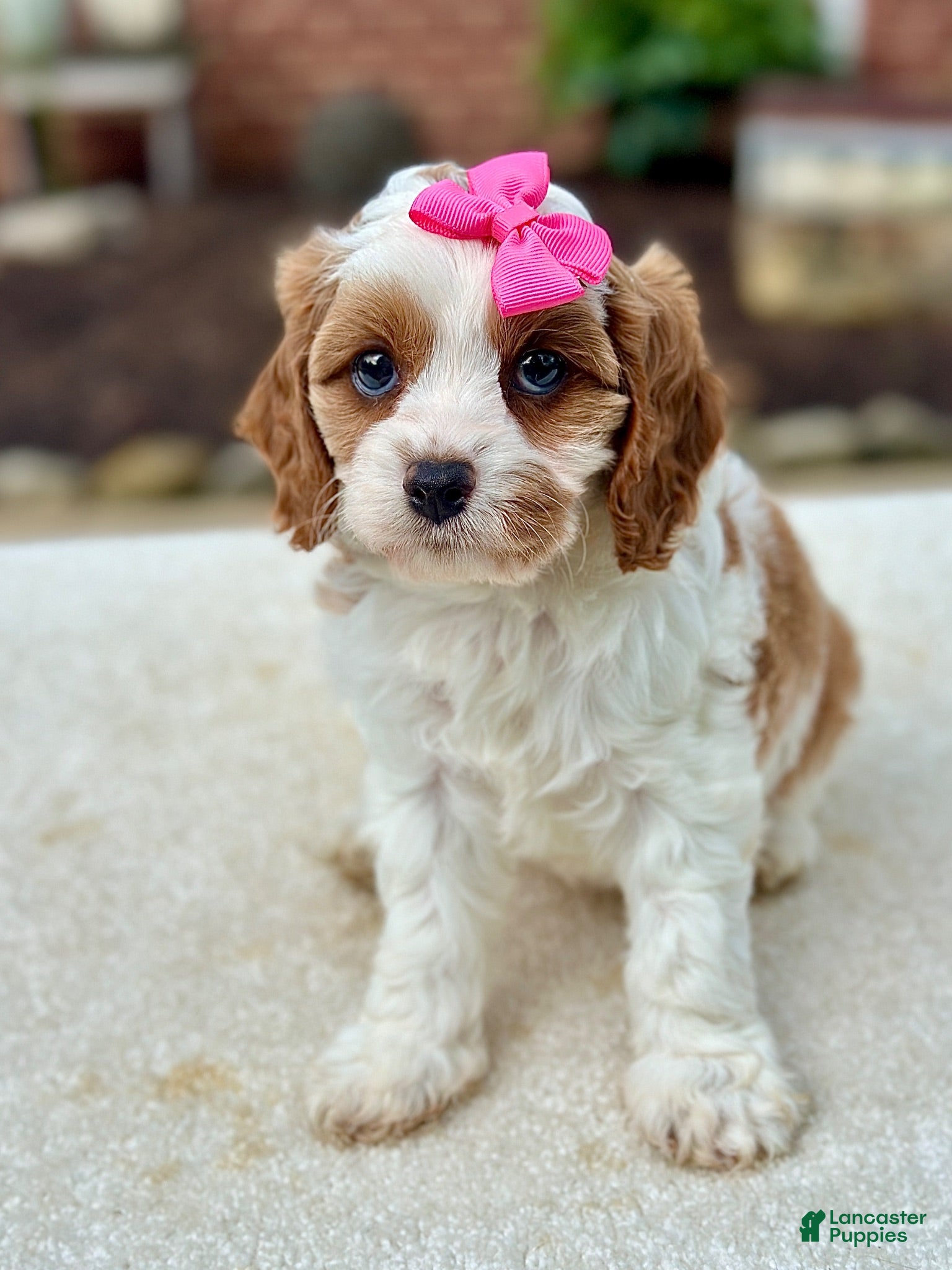 Cavapoo dogs Cavapoo 2 - Ad 2