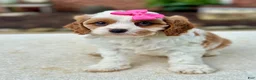 Cavapoo dogs for sale: Cavapoo 2 - Ad 2