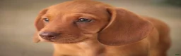 Miniature Dachshund dogs for sale: Jelly Miniature Dachshund  - Ad 6