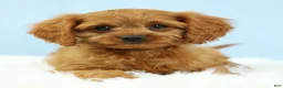 Cavapoo dogs for sale: Waffles 🧇 - Ad 7