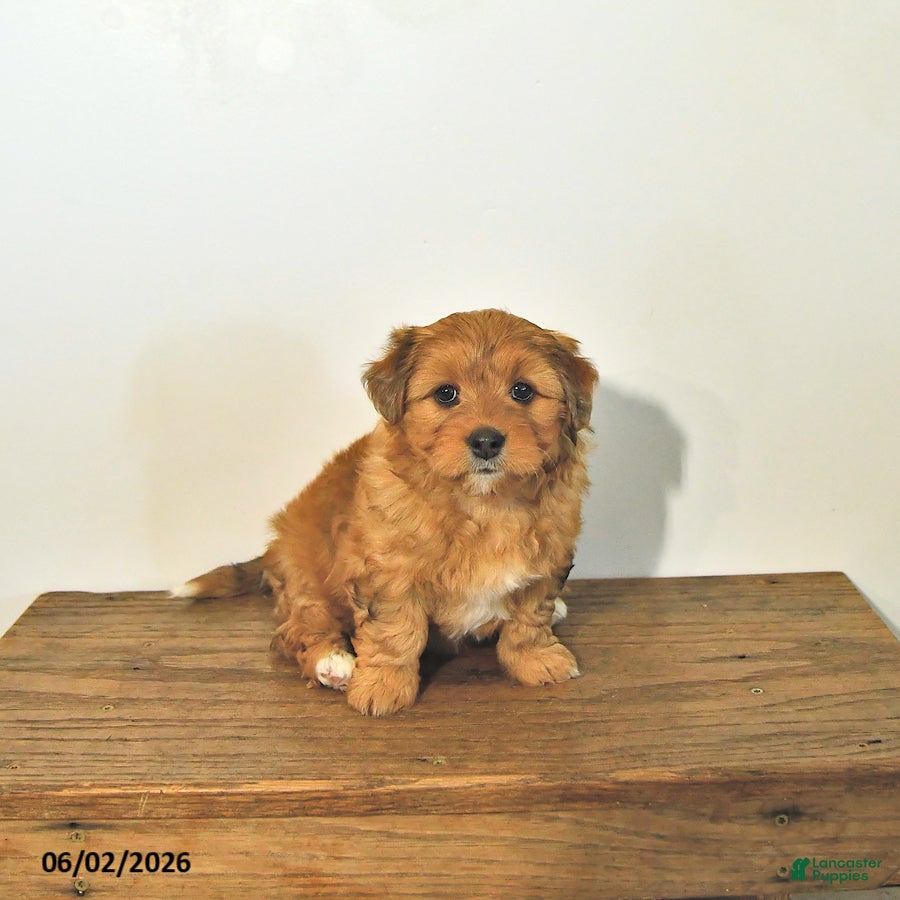 Mixed Breed dogs for sale: Ripley - Ad 2