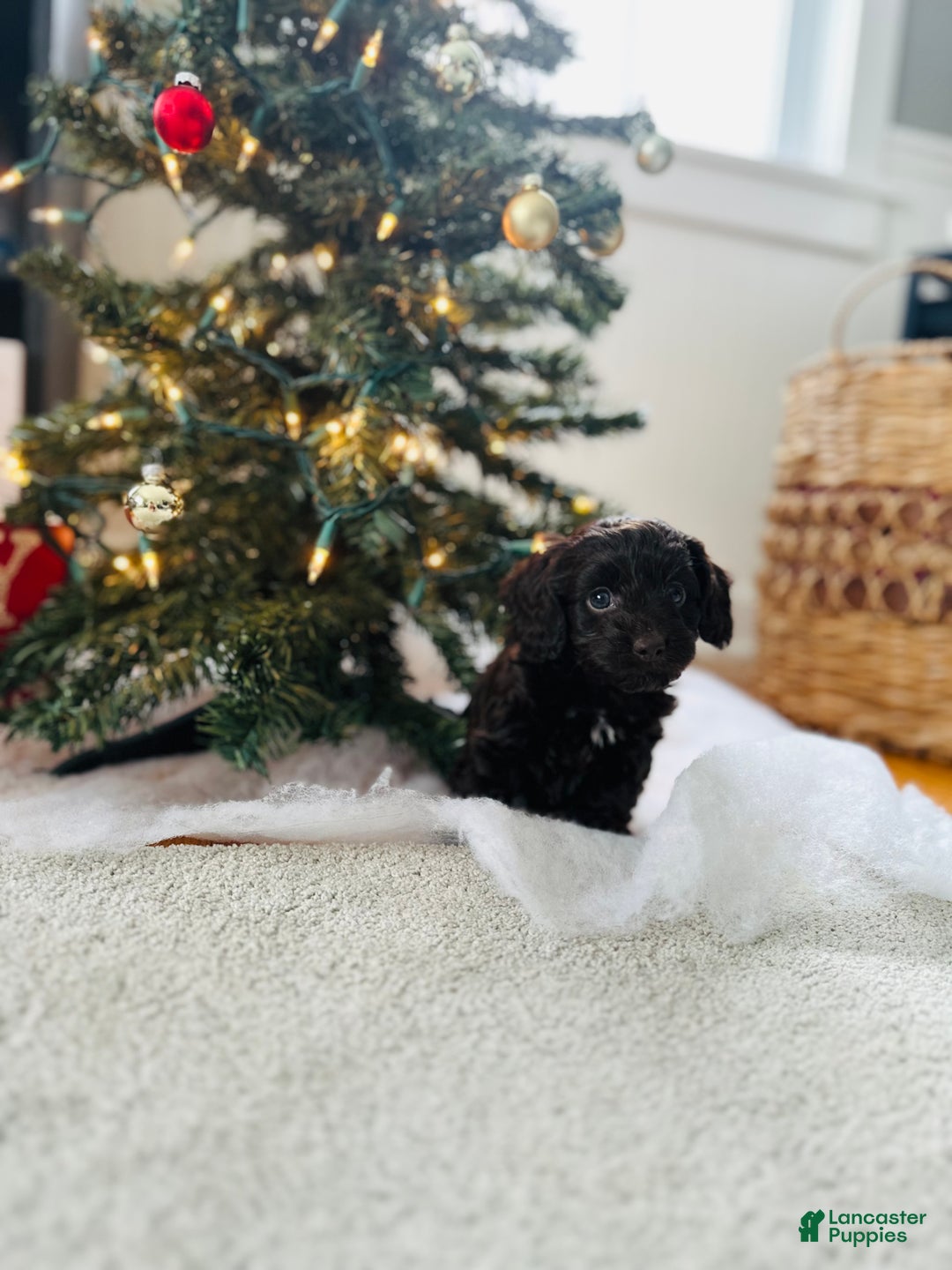 Mixed Breed dogs for sale: Rudolph - Ad 10