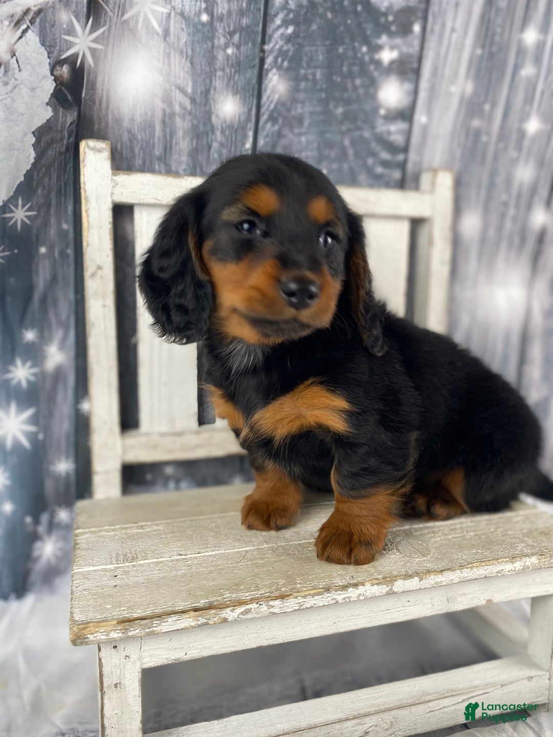 Miniature Dachshund dogs for sale: Bonnie - Ad 5