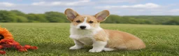 Welsh Corgi Pembroke dogs for sale: Cyrus - Ad 3