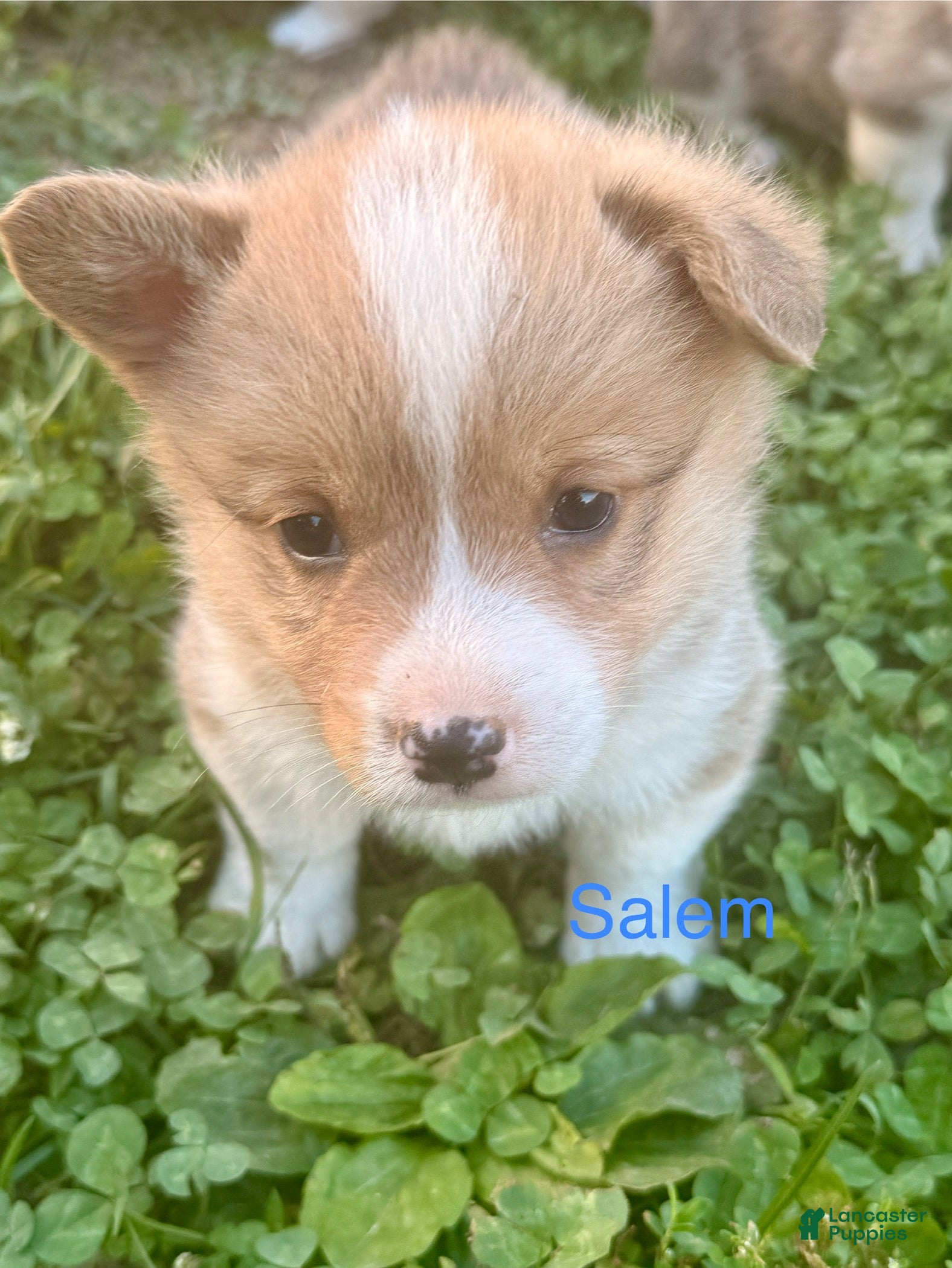 Welsh Corgi Pembroke dogs Welsh Corgi Pembroke Puppy 3 - Ad 2