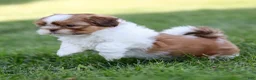 Shih Tzu dogs for sale: Dandy Shih Tzu  - Ad 3