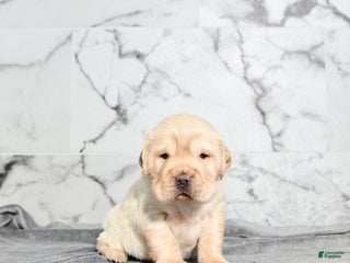 Mini Hippo dogs Duke - Ad 2