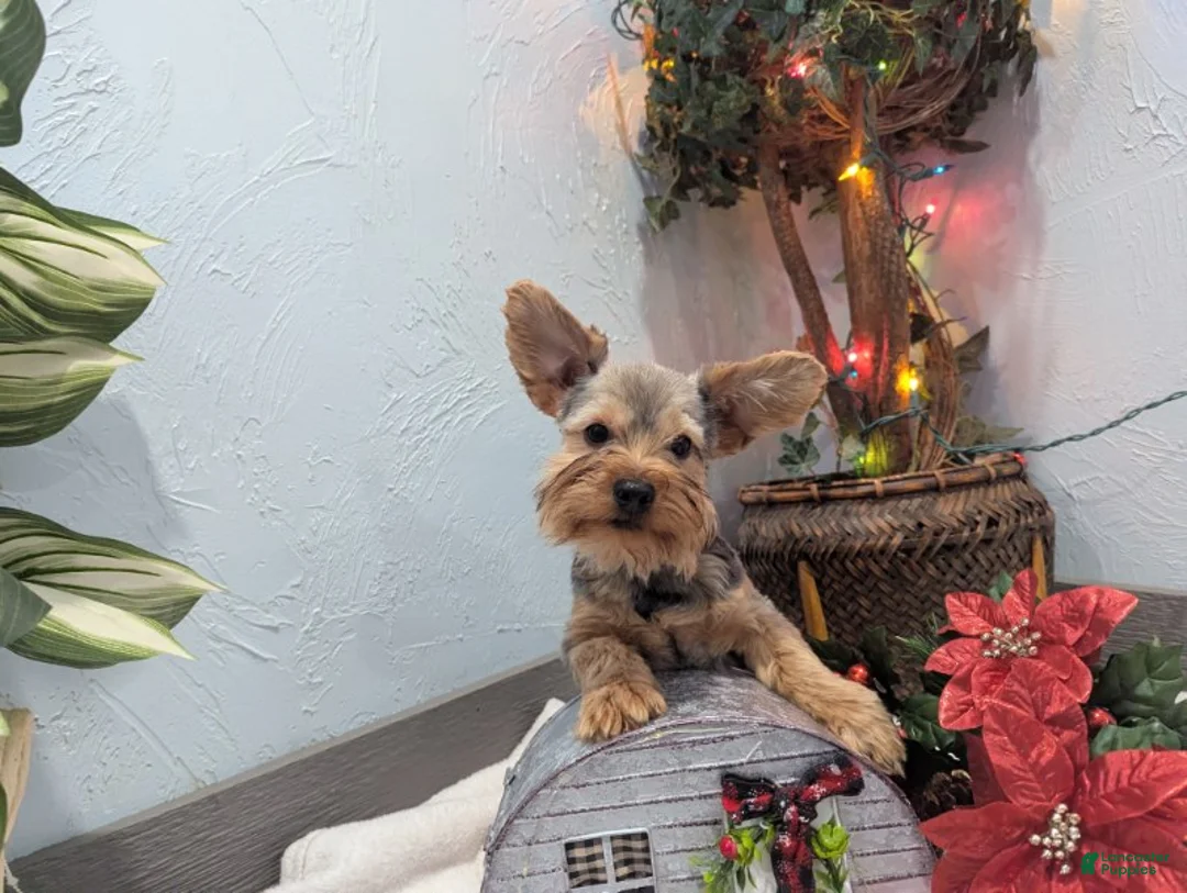 Yorkshire Terrier dogs for sale: Max - Ad 2