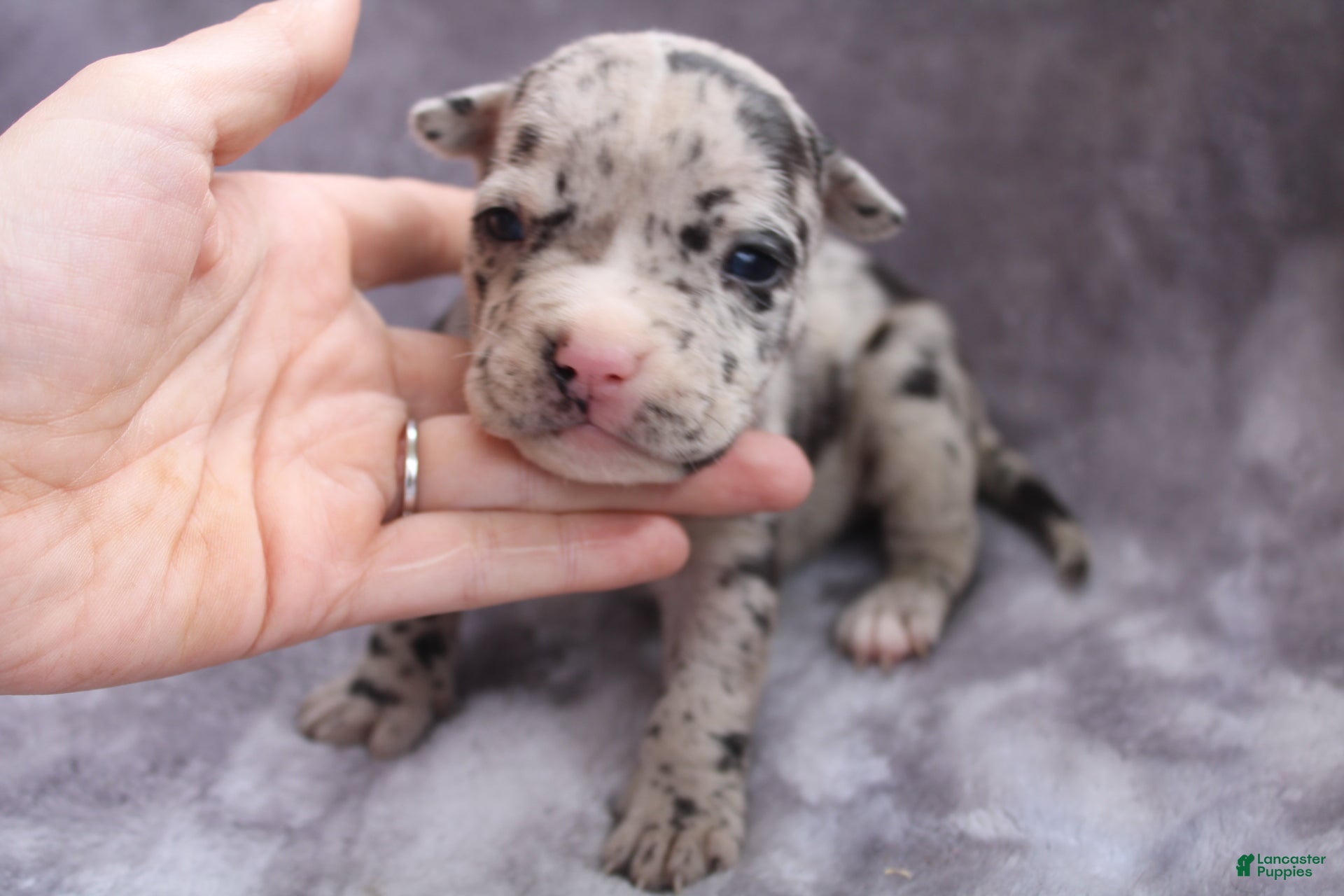 American Bully dogs Hera - Ad 2